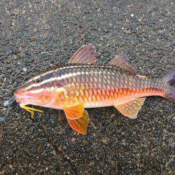 御前崎港でデイメバリング